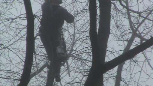 takken vast maken met ijzeren ketting door a van spelde hovenier uit Udenhout en Tilburg bomen rooien Oisterwijk betaalbaar bomen kappen bomen vellen bomen snoeien Buren Doorn Ijsselstein Geertruidenberg Hendrik Ido Ambacht Strijen Uden Dordrecht  Sliedrecht Klundert Geldrop Budel-schoot Hoogeloon Wintelre Kerkdriel Drunen Groot-ammers Ssten Made Nieuwegein Culemborg Tiel Vlijmen Eethen Druten Houten Sint-Oedenrode Geldrop Roosendaal Bunnik Someren Boxtel Nuenen Tiel Zaltbommel Giessenburg Bavel